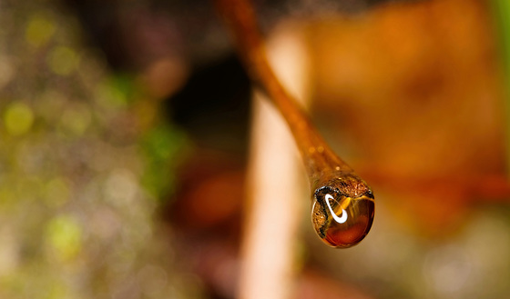 Der Stengel eines Herbstblattes mit einen hängen gebliebenen Tropfen :))  The stem of an autumn leaf with a stuck drop :))  La tige d'une feuille d'automne avec une goutte coincée :))