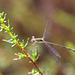 Small Spreadwing m Lestes virens virens) DSB 1125
