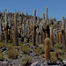 Bolivia, Isla del Pescado (Fish Island), Forest of Cactuses