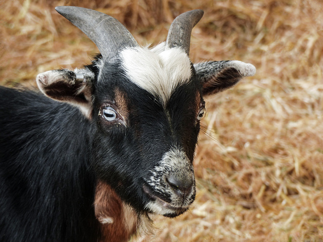 Goat at the Petting Zoo