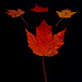31/50 maple leaf, feuille d'érable
