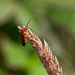 Soldier Beetle on colourful grass