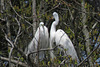 Great Egrets in Breeding Plumage
