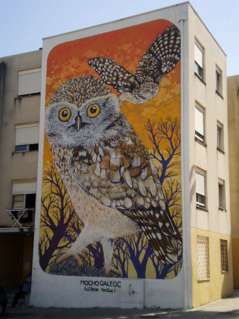 Galician owl, by Charquipunk, Chile.