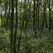 Coppiced trees and Bluebells