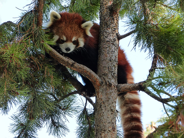 Red Panda / Ailurus fulgens