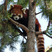 Red Panda / Ailurus fulgens