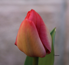 Ma première tulipe bon week-end à tous