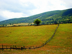 Fence in the field