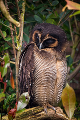 An owl at Chester Zoo