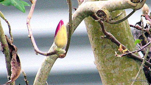 Budding Magnolia