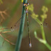 Small Spreadwing m Lestes virens virens) DSB 1122