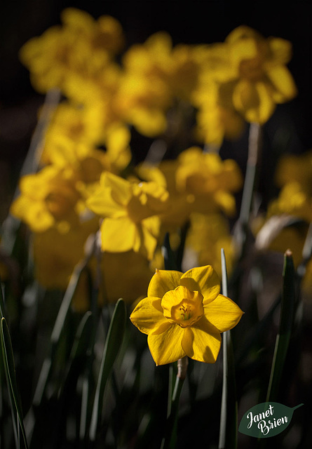 190/366: Golden Daffodils
