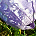 Raindrops on a light purple crocus