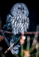 An owl at Chester Zoo2