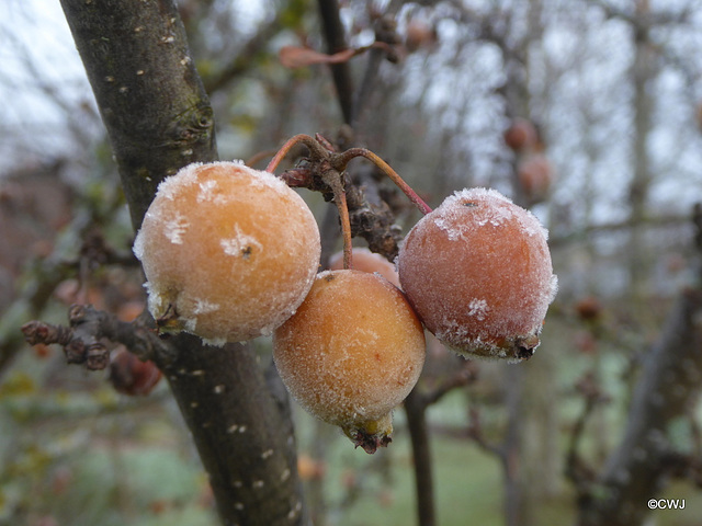 Some very cold crab apples!