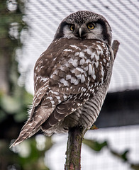 An owl at Chester Zoo3