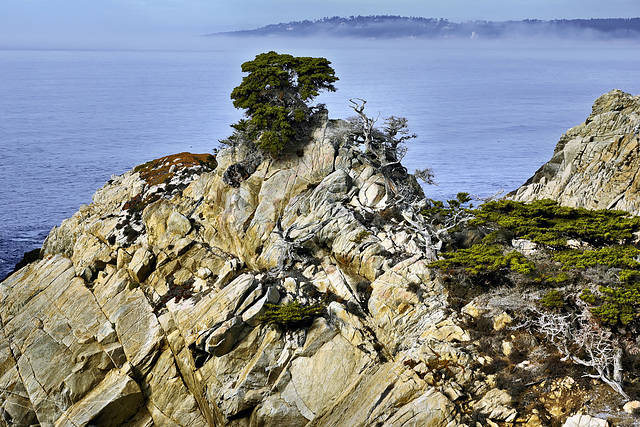 A Lonely Sentinel – Point Lobos State Natural Reserve, California