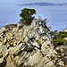 A Lonely Sentinel – Point Lobos State Natural Reserve, California