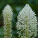 Bear Grass / Xerophyllum tenax