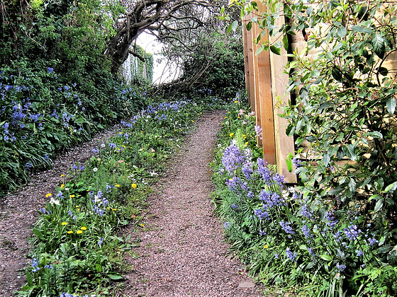 View up the drive with bluebells and primroses everywhere