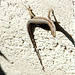Wall Lizard on Wall... ©UdoSm