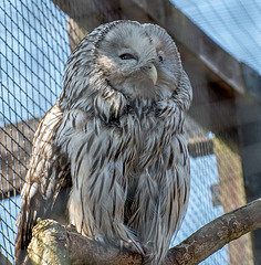 An owl at Chester Zoo4