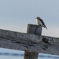 Snow Bunting, still for a moment