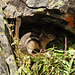 Golden-mantled Ground Squirrel in a Pika's cave