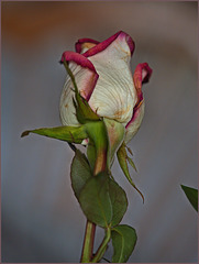 Wilting, two-week-old, cut rose