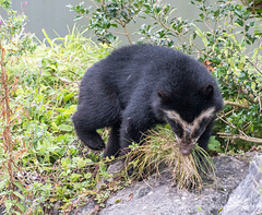 Asian bear cub