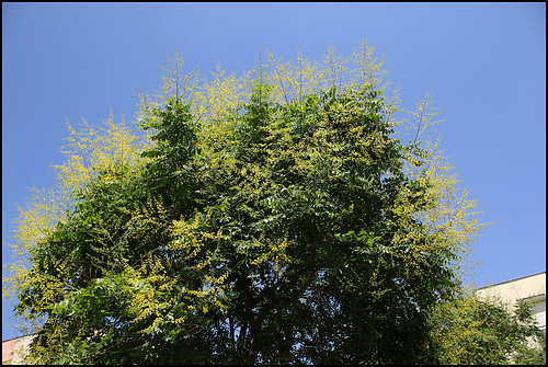 Koelreuteria paniculata (2)