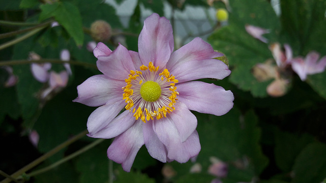 Nondescript Pink Flower