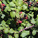 EOS 6D Peter Harriman 12 47 55 00759 BewitchingBushBlackberries dpp