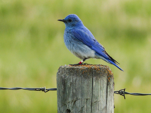 Blue and banded