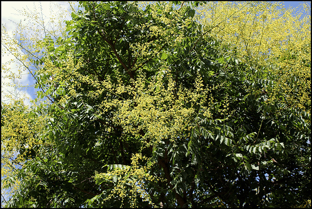 Koelreuteria paniculata (6)