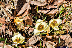 The first harbingers of spring