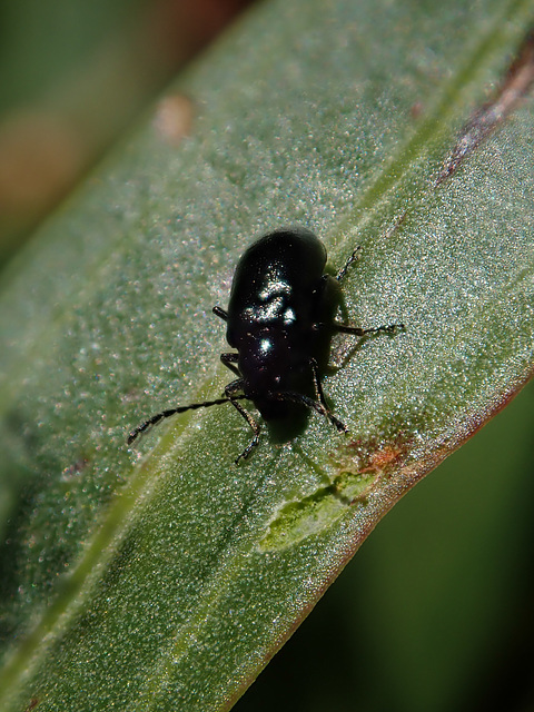 Leaf-beetle (Chrysomelidae) - Boya Mikael to Waro Mikael trek