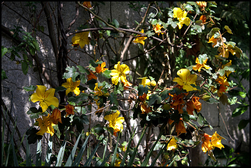 Fremonthodendron (3)