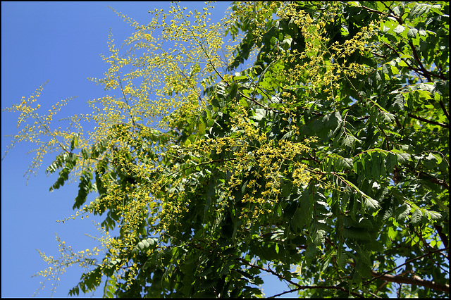 Koelreuteria paniculata (3)