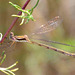 Small Spreadwing f Lestes virens virens) DSB 1115