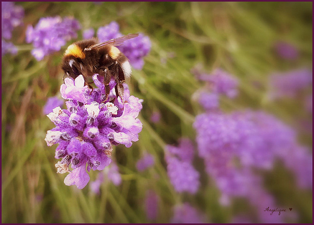 Belle soirée à tous ! HFF pour demain !