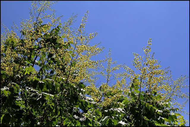 Koelreuteria paniculata (4)