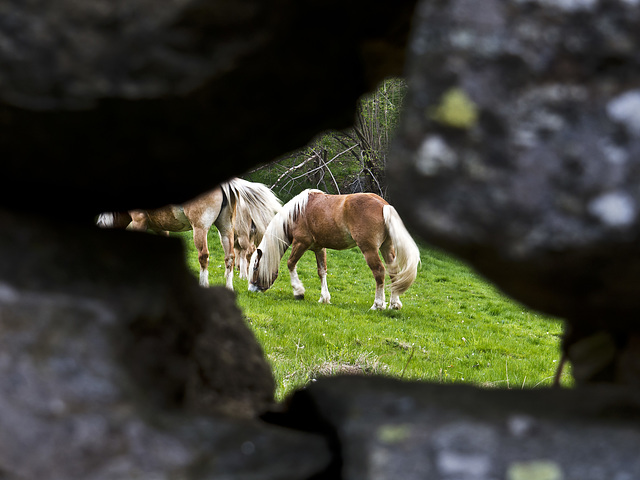 Horses grazing over the fence of stones