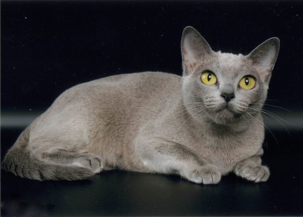 Chat Burmese Chat Burmese