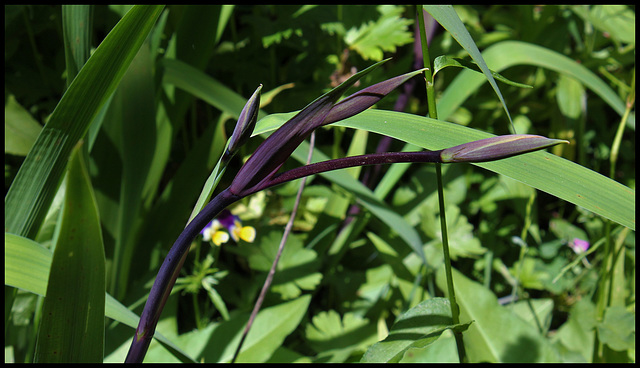 Iris x robusta 'Gerald Derby' (2)