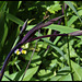 Iris x robusta 'Gerald Derby' (2)