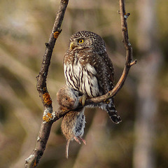 Northern Pygmy-owl with snack