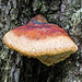 Red-belted Polypore with a few guttation droplets