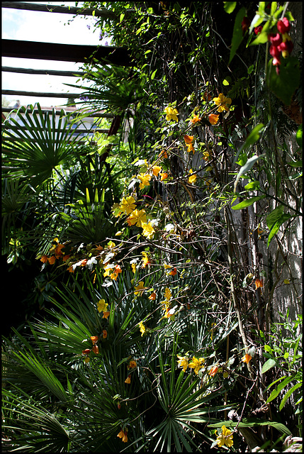 Fremonthodendron